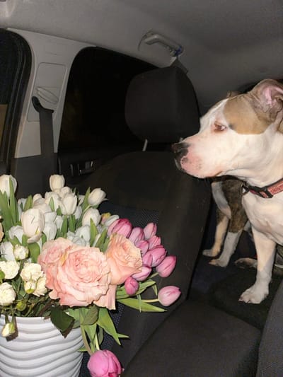 This image depicts the interior of a vehicle at night within the city of Базарово, Russia. In the left foreground, a large floral arrangement is contained within a white and grey striped cylindrical vessel. The arrangement consists of numerous white tulips, several light pink garden roses, smaller white cluster blooms, and a quantity of pink tulips, with one pink tulip visible outside the container. To the right, a white and tan pit bull type dog, wearing a pink or red collar, is seated on the dark fabric rear passenger seat. The dog is positioned in profile, facing towards the right side of the vehicle interior or outward. Portions of its brindle-patterned rear legs are visible on the seat and floor. The dark interior of the vehicle shows a visible seatbelt on the left and a ceiling grab handle above, with the external environment appearing uniformly dark through the windows.
