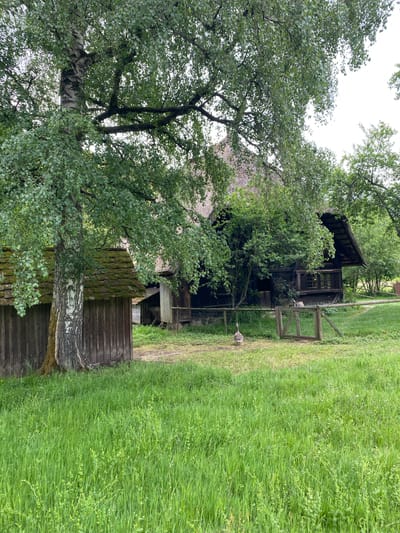 The image captures a bucolic scene likely in Gutach (Schwarzwaldbahn), Germany. A traditional wooden building with a thatched roof is partially obscured by a large birch tree with characteristic white bark and green leaves. A grassy lawn extends to the right, and a path leads towards the building. A single goose stands on the path near a wooden fence and gate. The building has a balcony and multiple windows. The bottom of the tree trunk merges with a wooden and moss covered wall or structure. The sky is overcast.