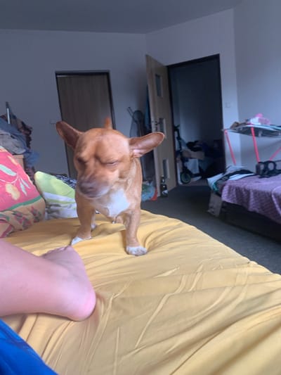 The image shows a tan and white dog with its eyes closed, lying on a yellow sheet. The dog is in the foreground, with its head and front paws visible. To the right of the dog, a person's foot is visible. The background is out of focus but appears to be a bedroom. There are clothes and other items scattered around the room, suggesting a casual and perhaps cluttered environment. The lighting is dim, suggesting it might be nighttime or an overcast day. The overall impression is one of a relaxed and domestic scene. No text is visible in the image.