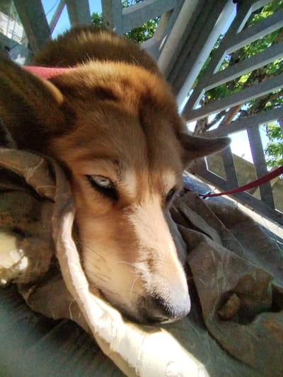 A close-up, eye-level shot captures a dog resting its head on a blanket. The dog, appearing to be of a husky or shepherd mix breed, has reddish-brown fur and striking light blue eyes. Its head is turned to the right, with one ear visible and the other mostly obscured by fur. The dog is lying down, its face partially covered by a beige, textured material. In the background, a wooden structure with angled beams and slats is visible, allowing sunlight and glimpses of green trees and blue sky to filter through. A thin red leash is attached to the dog's collar and extends out of frame to the right. The overall scene is outdoors, suggesting a relaxed or napping moment for the canine. The location is identified as Chereshnya, Russia.