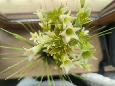 A top-down, close-up, eye-level shot captures a bouquet of pale yellow and green star-shaped flowers with thin, long green stems. The flowers are clustered together in the center of the frame, with the stems extending outwards. The background is blurred, showing a light brown surface, possibly a windowsill, and a dark gray object to the right. The scene is indoors and appears to be a still life. There are no people or animals present. The lighting is soft and diffused, with no harsh shadows. The image is in focus on the flowers, with the background out of focus. The location is not specified in the image.