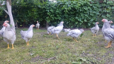 A group of nine light-colored chickens with speckled grey and white feathers and yellow legs are scattered across a grassy area. They are in an outdoor setting with a dense green hedge and chain-link fence forming the background. A tree trunk, painted white, is visible on the left side of the image. The chickens are in various poses; some are standing, some are pecking at the ground, and one is partially obscured by another. The ground is covered in patchy green grass with some dry leaves and twigs scattered about. The scene appears to be a backyard or farmyard in Mohyliv-Podilskyi, Ukraine.