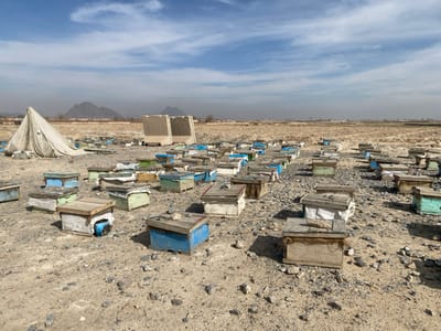 The scene depicts an apiary situated in a desolate, arid landscape under a partly cloudy sky in Nakhonay, Afghanistan. Numerous wooden beehives, many displaying weathered paint in shades of blue, green, and white, are scattered across the dry, rocky ground. To the left, a large, light-colored tent, possibly canvas, rests in a partially collapsed state. Further back and to the right of the tent, two substantial concrete barriers stand upright. The background features distant, hazy mountains and an expansive, barren horizon. No individuals or active engagements are visible within the frame.