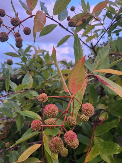 The image is a close-up, slightly angled view of a branch with seed heads and leaves, set against a blurred background of sky and more foliage. The seed heads are spherical and textured, ranging in color from light brown to a reddish-pink hue, some appearing fuzzy and others more developed. They are attached to thin, reddish-brown stems. Some leaves are visible, with colors varying from green to yellow and touches of red and orange, suggesting a transition to autumn. The background is out of focus, showing a pale blue sky with hints of pink and white clouds. The scene appears to be outdoors, with the natural light suggesting it was taken during the day. No people or animals are present. The location is specified as the city of Winter Park, United States of America, implying it is likely a park or garden setting within that city.