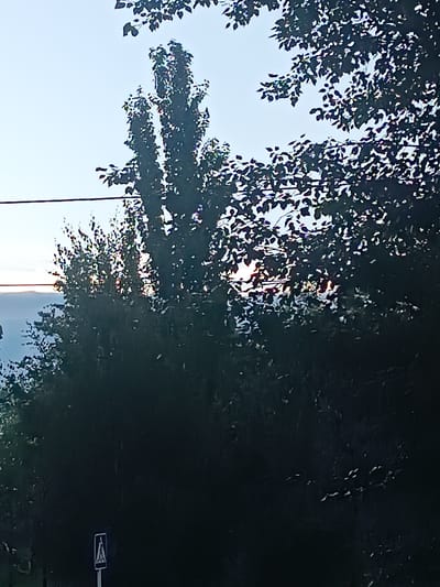 The image captures a daytime scene with a clear sky and silhouetted trees. A thin power line stretches horizontally across the upper portion of the frame. The trees, primarily in the foreground, are dark and dense, with some branches and leaves illuminated by sunlight filtering through. In the background, a hazy landscape of hills or mountains can be seen under a pale blue sky. A small white pedestrian crossing sign with a black outline is visible in the lower left quadrant of the image, placed on a dark surface that appears to be a road or path. There are no people or animals visible in the image. The image quality is somewhat grainy.
