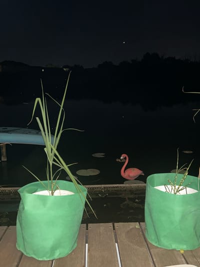 The image depicts a nocturnal scene with a dark sky and a body of water. In the foreground, two green fabric grow bags are placed on a wooden deck. The bag on the left contains a tall, leafy green plant. The bag on the right holds a sparse green plant with striped leaves. In the water, a pink flamingo lawn ornament stands on lily pads. A distant tree line is visible against the dark sky, with a single faint light in the upper left quadrant. The scene suggests an outdoor setting, possibly a backyard or garden, in the city of Agronom, Russia, given the query prompt, although no specific visual cues within the image confirm this location.