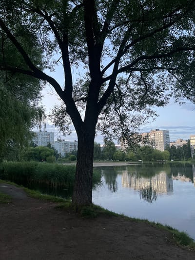 The image depicts a tranquil scene in Borisova Griva, Russia, likely during the late afternoon or early evening. A large, mature tree with dark bark and sparse leaves dominates the foreground, its branches reaching upwards and obscuring the sky. The tree is situated on a dirt path that runs alongside a calm body of water.

Across the water, the reflection of several tall, multi-story apartment buildings is clearly visible, their windows catching the soft light. These buildings appear to be contemporary in design, with numerous windows. The water itself is still, creating a mirror-like surface that duplicates the buildings and the surrounding greenery.

The background features a line of trees and dense green foliage, separating the water from the residential buildings. The sky is a pale blue with some wispy clouds, suggesting fair weather. The overall atmosphere is peaceful and serene, with a hint of urban life juxtaposed against the natural elements of the tree and water. There is no visible text in the image.