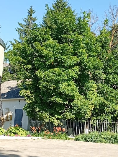 In Buțeni, Moldova, a sunlit outdoor scene unfolds. A large, leafy green tree dominates the center, its branches reaching upwards against a clear blue sky. To the left of the tree, a light-colored building with a grey, sloped roof is visible. The building features a dark blue door and a beige electrical box mounted on its exterior wall. A metal fence runs across the foreground, separating the building and its surroundings from a paved area. In front of the fence, a bed of vibrant orange and pink flowers, interspersed with green foliage, adds color to the scene. To the right of the fence, dense green bushes line the area. In the background, other trees and structures are partially obscured by the main tree.