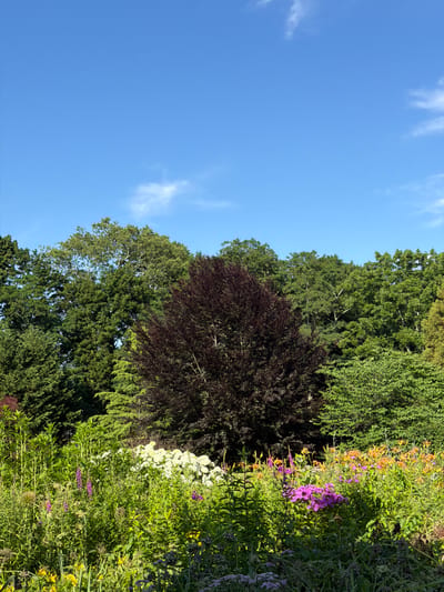This is a vertical, eye-level, outdoor shot of a lush garden with a clear blue sky above. In the foreground, a variety of colorful flowers are in bloom, including purple, orange, and white varieties, interspersed with abundant green foliage and tall green plants. Behind the flowers, a prominent dark red or purple deciduous tree stands out against a backdrop of various green trees of different sizes and textures. The overall environment suggests a well-maintained garden on a bright, sunny day in the Town of Southold, United States of America. There are no people or animals visible in the image.