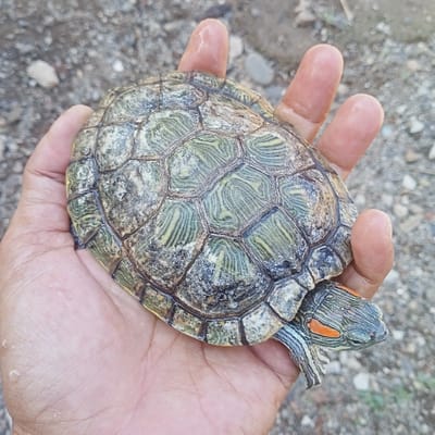 A person holds a red-eared slider turtle in their palm. The turtle's shell is patterned with green, yellow, and black, and its head shows distinctive red markings. The person's hand appears slightly wet, and the background is a mix of gravel and dirt. The focus is sharply on the turtle and hand, highlighting the intricate details of the turtle's shell and markings.