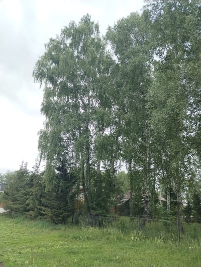 The image depicts a view of a rural area, likely a village or a dacha settlement, in the city of Акбердино, Russia. The foreground is dominated by a patch of green grass, with some sparse wildflowers. A dark metal fence runs horizontally across the mid-ground, separating the grassy area from the background. Behind the fence, several tall birch trees with white and black bark stand prominently, their green foliage creating a dense canopy. To the left of the birch trees, a line of evergreen trees, possibly fir or pine, are visible. In the background, glimpses of houses with reddish-brown roofs can be seen peeking through the trees, suggesting residential structures. The sky is overcast and appears bright white, indicating a cloudy or overcast day. There are no people or animals visible in the scene. The overall impression is one of a quiet, natural setting with signs of human habitation.