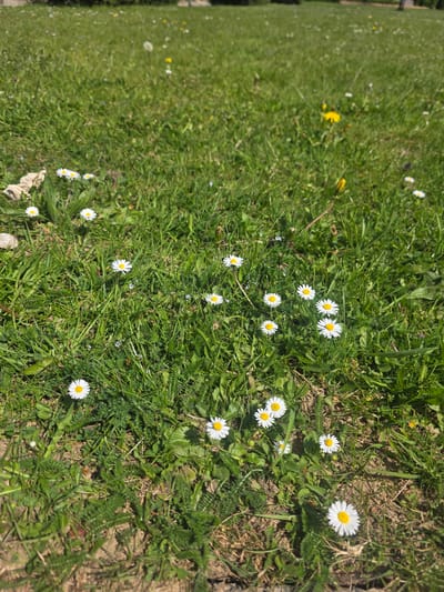 The image shows a patch of green grass interspersed with several white daisies with yellow centers. Some areas of exposed soil are visible. In the background, there appears to be a continuation of grass. The location is Görgeshausen, Germany.