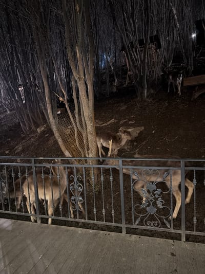 The image depicts two domestic animals, possibly dogs, lying behind a metal gate with decorative scrollwork. The dogs are light-colored and partially obscured by the gate. The environment consists of dark soil and what appears to be a network of branches covered with netting. The location is possibly in or around Tsakhkadzor, Armenia. The scene appears to be taken outdoors at night or in a low-light setting.