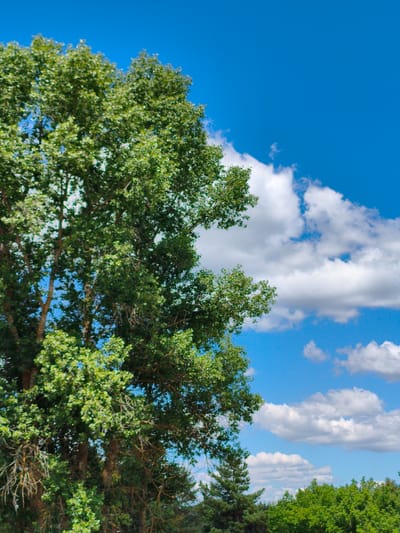 A tall deciduous tree with lush green foliage dominates the left side of the frame, its branches extending towards the bright blue sky. Scattered white clouds drift across the sky, creating a dynamic backdrop. The lower portion of the image reveals a dense line of green trees and foliage, suggesting a natural or park-like setting. The scene appears to be captured in Matiashivka, Ukraine, on a clear, sunny day. There are no people or visible human activity in the image. The focus is on the natural elements of the landscape.