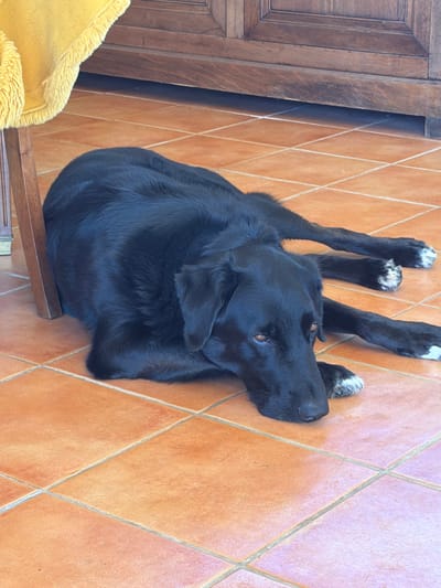 An indoor scene in Mauléon-d'Armagnac, France, depicts a black dog resting on a tiled floor. The dog, a medium-to-large breed with short, dark fur, lies prone with its head facing forward, eyes open, displaying an amber coloration. White fur markings are present on its paws. The floor consists of square, unglazed terracotta-colored ceramic tiles separated by light-colored grout lines. To the immediate left of the dog, a dark wooden chair leg is visible, beneath a bright yellow, fringed textile item partially draped over a chair. In the background, a dark brown wooden furniture piece, possibly a cabinet or dresser, with paneling details, stands on the tiled floor.