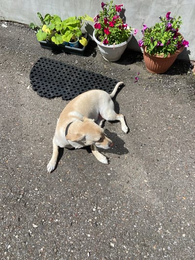 A light-colored dog is lying on a paved surface next to a black mat with circular holes. Behind the dog, there are two potted plants, one with red flowers and the other with purple and pink flowers. In the background, there is a concrete wall. The scene appears to be outdoors on a sunny day. The specific location in Mrakovo, Russia, cannot be determined from the visual information provided.