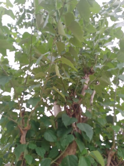 This is a close-up, low-angle photograph of the dense foliage of a tree, likely taken outdoors. The image is dominated by various shades of green leaves, with some branches and a portion of the tree trunk visible. The background consists of bright white sky, creating a silhouette effect for some of the leaves and branches. The lighting suggests it is daytime, possibly overcast or with the sun partially obscured by the leaves. There are no people, animals, or man-made structures clearly identifiable in the image. The scene is natural and focused on the intricate details of the tree's growth. The location in Balewa, Nigeria, is not visually evident from the photograph itself.