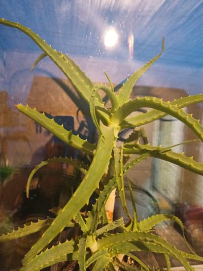 The image shows an aloe vera plant with thick, green, serrated leaves. The plant is positioned in the foreground, with its leaves extending outwards and upwards. Some leaves are curved, while others are straighter. There are small, sharp teeth along the edges of the leaves. In the background, there's a blurry reflection in what appears to be glass, showing a blue and brown textured surface. A bright, circular light source is visible in the upper portion of the reflection. The overall scene suggests the plant is indoors, possibly in a greenhouse or terrarium, given the presence of glass and the reflected light. The lighting appears to be artificial. No people are visible in the image. The image is a close-up shot of the plant, focusing on its texture and form.