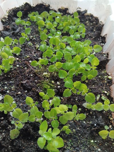 The image shows a close-up of a tray of young seedlings growing in dark soil. The seedlings are small, with bright green, oval-shaped leaves, and appear to be healthy and recently watered, as evidenced by the small water droplets visible on some of the leaves. The soil is moist and appears to contain small white particles, possibly perlite or vermiculite, which are common in potting mixes. The tray is made of clear plastic and is partially visible along the edges. There are no people or animals present in the image. The scene is indoors, as suggested by the plastic tray and the lighting. The location in Suvorov, Russia, is not visually discernible from the image itself.
