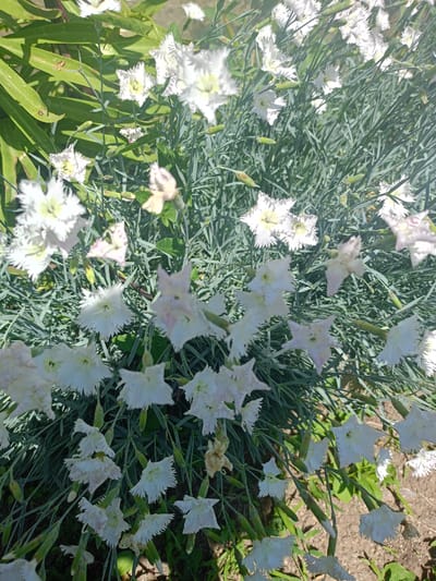 This image captures a close-up, high-angle view of a dense cluster of white flowers with distinctly fringed petals, interspersed among slender, bluish-green foliage. Numerous individual blossoms are visible, many featuring a subtle pale yellow or green tint at their centers. Some of the white petals also show faint hints of pink, adding a delicate touch to the overall white display.
The foliage is abundant, characterized by its narrow, almost grass-like structure and a characteristic grey-green or glaucous hue. Throughout the plant, several unopened flower buds can be observed, indicating the plant is in active bloom. In the periphery and background, larger, broader green leaves of another plant are partially visible, suggesting a rich, mixed garden environment.
The scene is well-lit by bright natural sunlight, creating distinct shadows and highlighting the intricate details of the fringed petals and the texture of the leaves. The setting is an outdoor garden or cultivated area, with patches of light brown soil visible towards the lower right. There is no human activity or visible text. The overall impression is one of natural beauty and lush growth, captured during a sunny day in Koghb, Armenia.