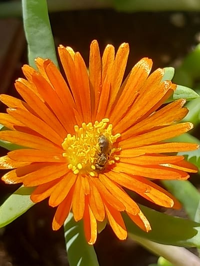 A close-up, vertical, outdoor photograph depicts an orange flower with a bee in its center. The flower has many thin, pointed petals radiating outwards. The bee, positioned on the yellow stamen, is small and appears to be foraging. Green leaves are visible in the background. The image was captured in Άγιος Νεκτάριος, Greece.