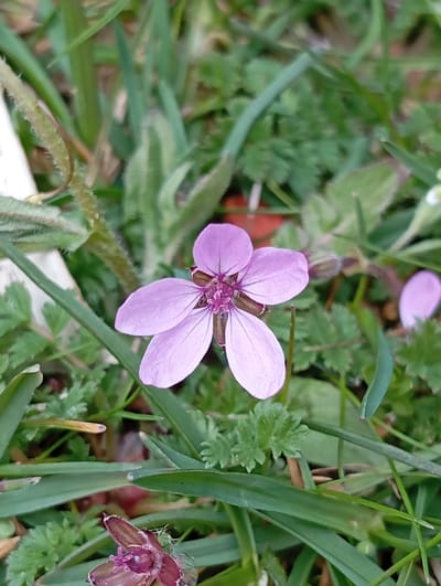 The image depicts a close-up view of a light purple flower with five petals, growing among grass and other small green plants. The flower has a darker purple center with brown stamens. Another flower bud in a darker maroon hue is also visible to the right, suggesting the presence of other flowers of the same species nearby. The scene is likely located outdoors, amongst wild growing plants. Based on the given information, this scene is located in Breza, Bulgaria.