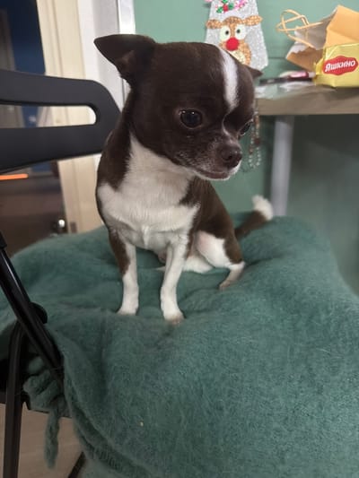 A small, brown and white Chihuahua dog is sitting on a teal blanket. The dog is looking to the right with its head tilted. In the background, a table is visible with a decorative Christmas figure and a yellow package. The scene appears to be indoors, likely in a residential setting. The overall lighting is dim, with the subject well-lit. There is no visible indication of the dog's location in the city of Анкудиновка, Russia.