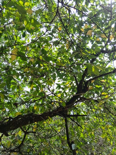 The image displays an upward-angled view into a dense tree canopy, located in Soibada, East Timor. Numerous dark, gnarled tree branches form a complex network across the frame, largely covered by a multitude of leaves. The foliage is predominantly green, exhibiting various shades from vibrant to yellowish-green. Bright white patches of sky are visible through intermittent gaps in the canopy, indicating direct overhead sunlight. No human figures, animals, or artificial structures are present within the scene.