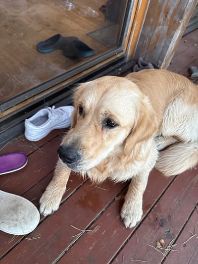 A Golden Retriever lies on a brown wooden deck adjacent to a glass door. A black rubber boot and a white sneaker are near the door, and a purple insole and a white sole are near the dog. Pine needles are scattered on the deck. The location is Baltezers, Latvia.