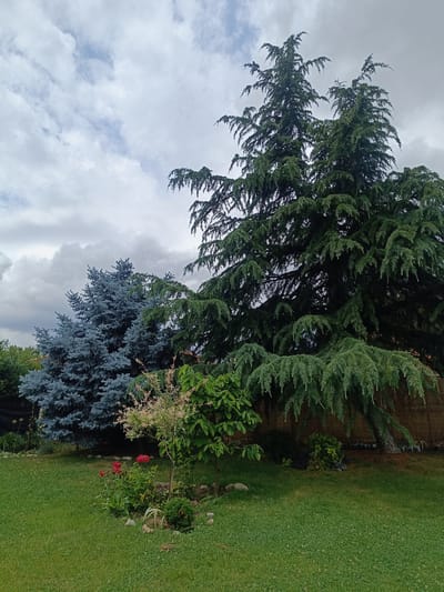 This vertical outdoor photograph presents a tranquil garden scene in Stroevo, Bulgaria, under an overcast sky. The image is dominated by several large evergreen trees. On the right, a massive dark green coniferous tree, likely a cedar, features a robust trunk and widespread branches laden with needles, its lower branches almost touching the ground. To its left, a distinct blue-green conifer, possibly a blue spruce, adds a contrasting color and texture with its dense, fluffy appearance.

In the foreground, a well-maintained lawn of green grass extends across the lower portion of the frame. Towards the left, a small garden bed is adorned with vibrant red flowers, possibly roses or lilies, interspersed with other green foliage and small rocks. Adjacent to this, two smaller trees or shrubs are visible: one with delicate light green leaves showing hints of pink, and another with broader, darker green leaves.

The background behind the larger trees reveals a fence or boundary covered with a light brown, textured material that resembles woven bamboo or straw mats. The sky above is entirely covered with a blanket of white and grey clouds, indicating an overcast day with soft, diffused lighting. There are no people or visible text in the image, conveying a peaceful and natural ambiance.
