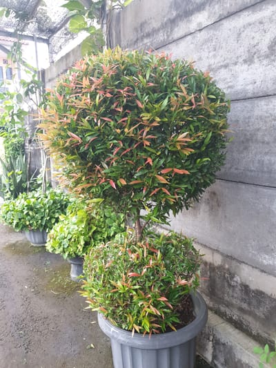 This is an outdoor, eye-level, medium shot of a potted ornamental tree with spherical topiary, positioned in front of a rough, grey concrete wall. The tree features dense foliage with a mix of green leaves and reddish-brown new growth. A smaller, similarly shaped potted plant sits in front of the larger tree. Behind these, several other potted plants are visible, including a large snake plant and other leafy green plants. The ground is paved with dark, damp asphalt. In the background, a section of a house with a red roof and a black mesh awning can be seen to the left. The scene appears to be located in a residential outdoor area, possibly a courtyard or garden, in Proyonangg, Indonesia. There are no people or animals visible in the image.