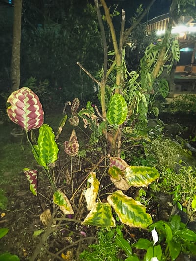 This image captures a nighttime garden scene in the city of Tarqumiyah, Palestinian Territory. The foreground is dominated by various plants under artificial illumination. On the left, a plant displays prominent, oval-shaped leaves with a distinctive patterned coloration of red/maroon and light green. Central to the frame are several thin, bare, light brown branches, around which a vining plant with fenestrated green leaves is growing on the right side. Additional plants with green, often variegated or partially withered leaves, are distributed across the lower and central ground, with at least two white, spathe-like flowers visible on a plant in the bottom right corner. The ground consists of dark soil. In the upper right background, artificial lights illuminate a distant building or structure with visible wooden elements, while the rest of the background is obscured by dark, dense foliage. No individuals or animals are present.