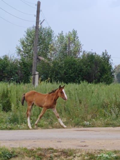 A young brown horse with white markings on its face and lower legs is walking on a dirt road. The horse is in the middle ground of the image, facing left, with its head slightly lowered. The background consists of a dense green field of tall grass and some trees. A wooden utility pole with wires runs vertically on the left side of the image. The scene is outdoors under a clear sky. The lower right corner of the image shows a timestamp: "22 июля, 2026 г., 15:25", which translates to "July 22, 2026, 15:25". The location is identified as Viktorovka, Kazakhstan.