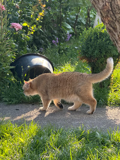 In Yurukovo, Bulgaria, a ginger cat with a fluffy tail is captured in an outdoor scene bathed in the warm glow of late afternoon sun. The cat stands on a grey concrete path, its body angled towards the viewer. To its left, a large black pot is partially visible, nestled amongst lush green foliage that includes some delicate purple flowers and a soft pink rose. To the right of the path, tall, vibrant green grass grows abundantly, catching the sunlight and creating a cheerful, natural ambiance. A large tree trunk, textured and brown, is visible on the far left of the image, its bark detailed and rough. The overall setting appears to be a garden or a yard, with the bright sunlight and shadows indicating a clear, pleasant day. The cat's posture suggests curiosity, perhaps investigating something near the pot or simply enjoying the warm surface and the surrounding greenery. No text is visible in the image.