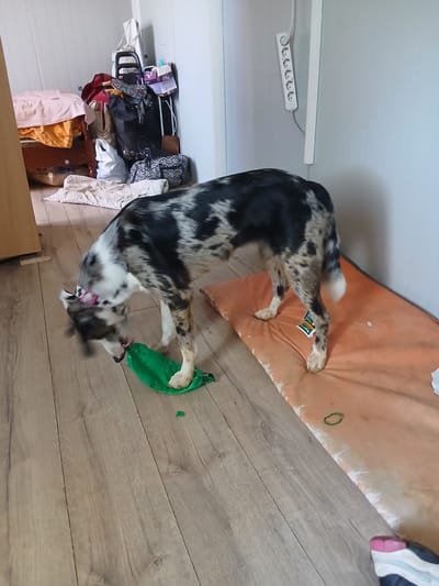 An indoor scene depicts a tri-colored border collie in the process of playing with a green object, possibly a toy, on a wooden floor. The dog is facing left, with its head bent down and mouth engaged with the object. A pink ribbon is visible on the dog's head. To the right of the dog, an orange mat is present. In the background, to the left, a bed with pink and orange bedding is visible, along with various stacked items including bags and luggage. The walls are light-colored, and an electrical outlet strip is mounted on the wall to the right. The lighting appears to be artificial. The location is specified as Sotonići, Montenegro.