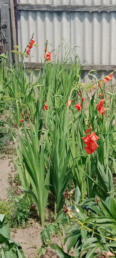 In the village of Yanvartsev rural district, Kazakhstan, a close-up shot captures a garden bed featuring several gladiolus flowers in vibrant orange and red hues. The flowers are interspersed with tall, green gladiolus leaves, creating a dense, lush appearance. In the background, a weathered, grey corrugated fence stands against a bright sky, casting shadows on the ground. Some green dill plants are visible amongst the gladioli. The foreground shows sandy soil with scattered small green plants and some dried, brown flower remnants, possibly from peonies.