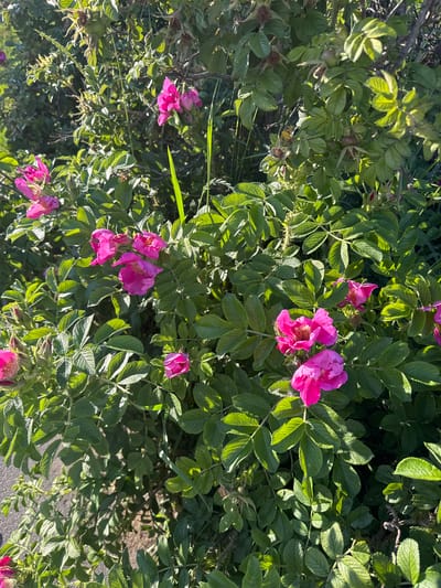 The image shows a dense bush of dog rose (Rosa canina) in bloom, with several bright pink flowers scattered amongst its green foliage. The flowers are in various stages of opening, with some fully bloomed and others still in bud. The leaves are serrated and have a slightly wrinkled texture, typical of the species. The bush appears to be growing in an outdoor setting, possibly near a path or road, as indicated by the hint of pavement in the lower right corner of the original image. The lighting suggests it is a sunny day, with sunlight filtering through the leaves and highlighting the vibrant colors of the flowers. The scene evokes a feeling of natural beauty and the abundance of summer. There is no visible text in the image.