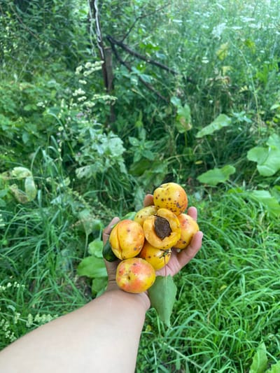 In Taran-Bazar, Kyrgyzstan, a person's hand holds a collection of ripe apricots, one of which is halved, revealing its pit. The apricots are yellow and orange with dark spots and are set against a backdrop of lush green foliage. The environment appears to be a garden or natural setting, with tall grasses and plants visible behind the hand and fruit.