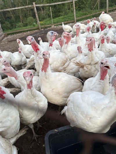 This is a photograph of a flock of white turkeys in an outdoor enclosure. The turkeys are mostly white with some individuals displaying reddish wattles and caruncles on their heads and necks. Some of the turkeys have blueish patches on their faces. The ground is dirt and there are some feathers scattered around. In the background, there is a wooden fence and trees. There are no people visible in the image. The scene depicts a farmyard setting. The location in the city of Кукуи, Russia is not discernible from the image.