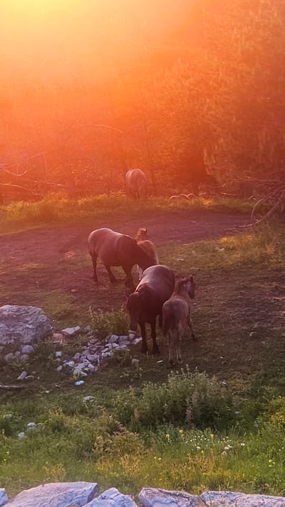 A herd of horses is grazing in a meadow during sunset. The sky is illuminated by a vibrant orange glow, casting a warm light on the scene. The horses are of various shades of brown and black, and some appear to be foals. They are spread out across the grassy field, some standing while others are grazing. In the background, there is a dense cluster of trees, their branches silhouetted against the bright sky. A large rock formation is visible in the lower left corner of the image. The overall impression is one of peace and natural beauty.