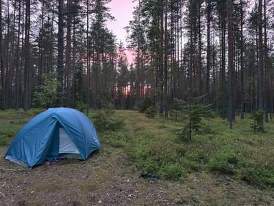 A blue camping tent is pitched in a clearing in a dense pine forest. The sky, visible through the trees, is a soft pink and purple, suggesting either sunrise or sunset. The ground is covered with pine needles, moss, and low-lying green shrubs, some with small yellow flowers. A few smaller pine trees are scattered throughout the clearing. The scene appears serene and natural, typical of a campsite in a wooded area.