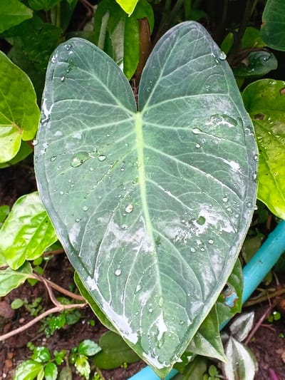 A large, heart-shaped, gray-green leaf dominates the image, speckled with water droplets. Its prominent veins radiate outwards from a central stem. The leaf is surrounded by a variety of smaller green plants with glossy surfaces. Brown soil and small twigs peek through the foliage. A section of a blue pipe is visible at the bottom right, adding an artificial element to the natural setting.