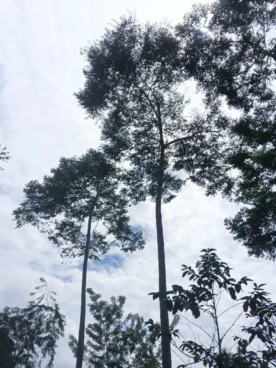 A low-angle shot shows tall trees against a sky filled with clouds. The trees have dense, dark green foliage and slender trunks. Sunlight peeks through the canopy. Other smaller trees with varied leaf shapes are visible in the foreground, near the bottom of the frame. The sky's colors range from white to light blue, with darker patches of clouds. The overall scene evokes a sense of height and nature.