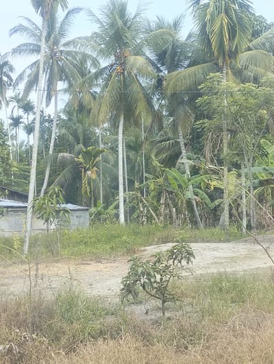 The image depicts a rural landscape with numerous palm trees, indicative of a tropical environment. In the foreground, a small tree with green leaves stands amidst dry grass and a gravel path. To the left, a low-slung building with a corrugated metal roof is partially visible, along with a concrete structure with visible vents. The background is dominated by a dense collection of palm trees of varying heights and types, interspersed with other green foliage, including what appear to be banana trees. The sky is overcast and light in color. The scene is static and appears to be a daytime view of a relatively undeveloped area. The location is identified as Teupinreudeup, Indonesia.