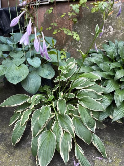 The image depicts a close-up, eye-level view of a garden scene featuring several hosta plants. In the foreground, a hosta with variegated green and white leaves is prominently displayed, its leaves fanned out towards the viewer. Behind it and to the right, a hosta with solid green, lance-shaped leaves stretches upwards. To the left, a hosta with large, rounded, blue-green leaves occupies the background, its foliage creating a lush backdrop. Cascading from a thin stem above the plants are several pale purple, trumpet-shaped flowers, some of which are partially wilted or spent. The plants are situated against a textured, weathered concrete wall, which is partially covered with a climbing vine. The ground beneath the plants appears to be a rough, dark surface, possibly concrete or paving stones, with some loose fibers or debris scattered on it. The lighting suggests an overcast or shaded environment. There are no people or animals visible in the image. The scene is set outdoors, likely in a residential or public garden space.