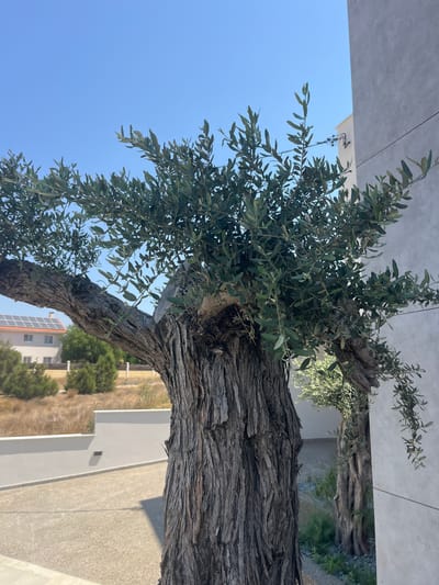 The image captures a close-up of an old olive tree with a thick, gnarled trunk and branches laden with green leaves. The tree is positioned in the foreground, with its textured bark and foliage dominating the central and left portions of the frame. Behind the tree, a modern, light-colored building with a textured facade is visible on the right, partially obscuring a second, similar olive tree. In the background, a house with an orange-tiled roof and solar panels is situated amidst dry, golden vegetation. The sky is a clear, bright blue. The setting appears to be outdoors, likely in a residential or garden area, and is specified as being in Moni Community, Cyprus. The scene is static, with no visible people or ongoing actions. The environment is sunny and arid, characterized by dry grass and sparse vegetation, typical of a Mediterranean climate.