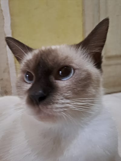 A close-up, low-angle shot captures the face of a Siamese cat with striking blue eyes, white fur, and brown points on its ears and face. The cat is positioned indoors, with a muted yellow wall and a beige or light brown textured surface visible in the background. The lighting appears to be artificial, casting soft shadows and highlighting the cat's features. The image does not provide any information about the city of Lhokaweawe, Indonesia, or any specific location within it.