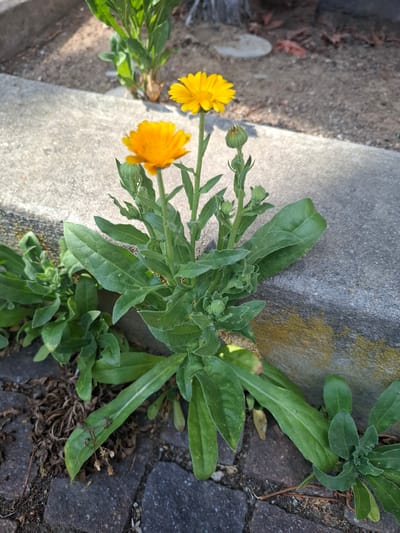The image shows two yellow-orange flowers growing from a concrete curb in Klettgau, Germany. The flowers are identified as Calendula, commonly known as pot marigolds. One flower is in full bloom, while the other is partially open. The plants have vibrant green leaves and several unopened buds. The curb is weathered and has some yellow lichen on it. The ground surrounding the curb is a mixture of gravel and dark cobblestones. The scene is brightly lit, suggesting it is daytime, with shadows indicating the sun is at an angle. The overall impression is one of resilience, with nature finding a way to grow in an urban environment. There is no visible text in the image.