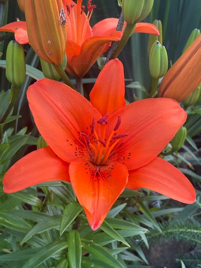 A close-up, eye-level shot showcases an open, vibrant orange lily in full bloom, centrally positioned in the frame. The lily's six petals are slightly curled, revealing dark speckles and dark red anthers tipped with pollen. The flower is surrounded by several green lily buds in various stages of development, some tightly closed and others beginning to unfurl. Lush green foliage forms the background, with some blurred elements suggesting other plants or the natural environment of a garden. The lighting is natural and appears to be daylight, casting soft shadows. The image is sharp and detailed, focusing on the textures and colors of the flora. There are no people or animals visible. The location is specified as Маминское, Russia.