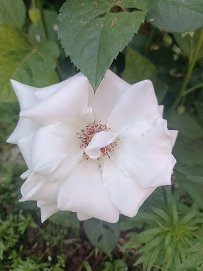 A close-up shot captures a white rose in full bloom, its petals unfurling outwards. The center of the rose reveals delicate stamens, tinged with pink and brown. Surrounding the rose are lush green leaves and foliage, creating a natural, garden-like setting. The lighting suggests it is daytime, with soft illumination highlighting the texture and form of the flower. The image does not contain any people or specific landmarks that would indicate a precise location within Абухаўскі сельскі Савет, Belarus. The background is softly blurred, focusing all attention on the subject of the rose.